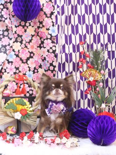 20250105チロルくん